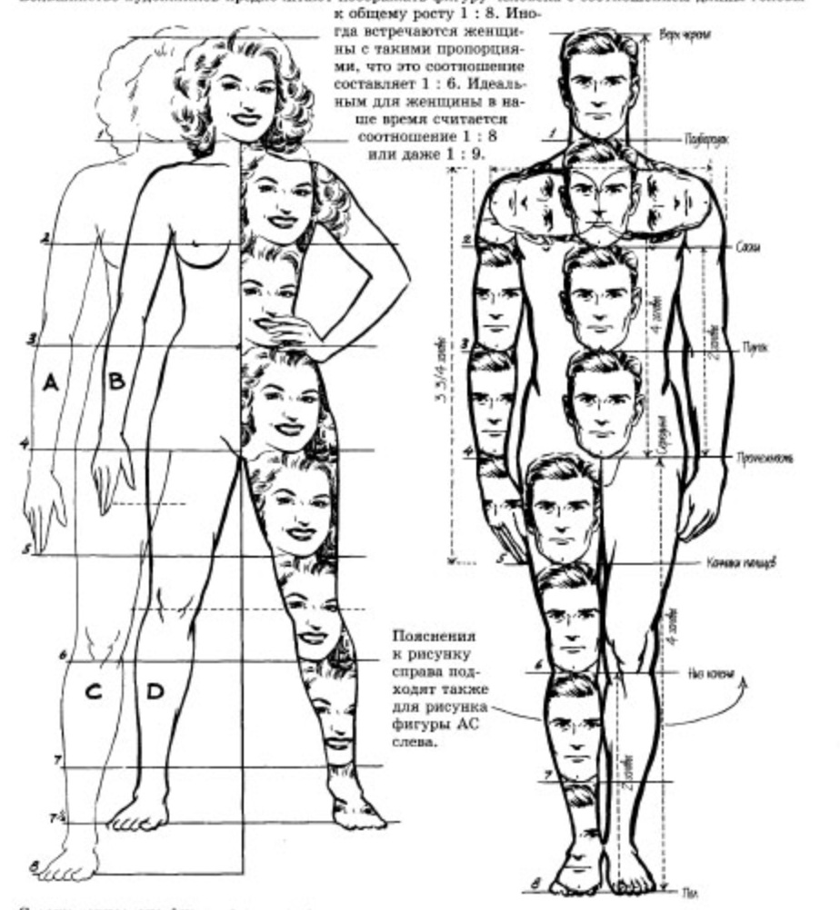 Тело насколько. Пропорции человека в полный рост. Пропорции тела человека в головах. Пропорции тела человека для художников схема. Пропорции человеческого тела для рисования схема.